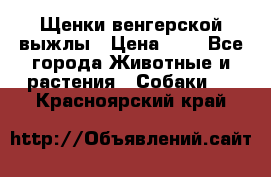 Щенки венгерской выжлы › Цена ­ 1 - Все города Животные и растения » Собаки   . Красноярский край